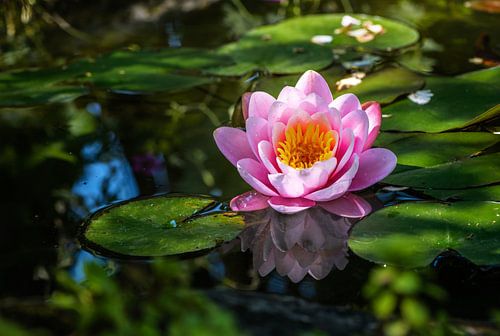 Waterlelie bloei in de tuinvijver