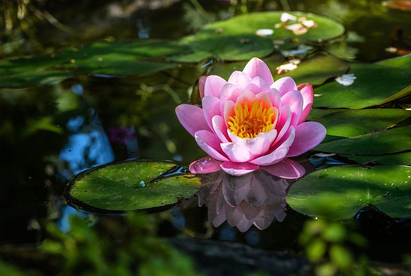 Waterlelie bloei in de tuinvijver van ManfredFotos