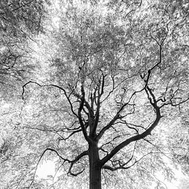 Baum in Schwarz und Weiß von Yanuschka | Fotografie Noordwijk