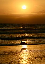 Sunset silhouette by Tije Mählmann