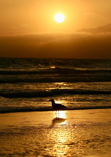 Silhouette au coucher du soleil