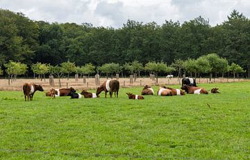 un troupeau de vaches des champs en tissu avec la forêt en arrière-plan