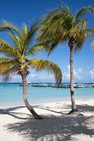 Aruba, Palm Beach, Palme, blauer Himmel, blaues Meer, weißer Strand