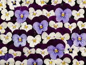 Muurbloempjes: Een muur vol viooltjes met druppeltjes van Marjolijn van den Berg thumbnail