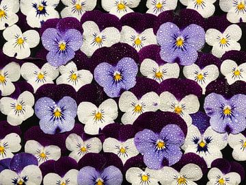 Muurbloempjes: Een muur vol viooltjes met druppeltjes van Marjolijn van den Berg