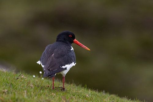 Oystercatcher in Faroese summer rain