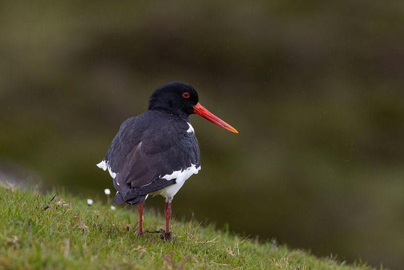 Oystercatcher in Faroese summer rain by AylwynPhoto
