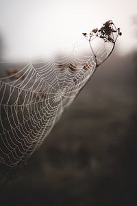 Foggy spiderweb van Floor Schreurs