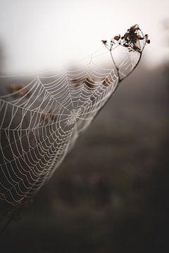 Foggy spiderweb van Floor Schreurs