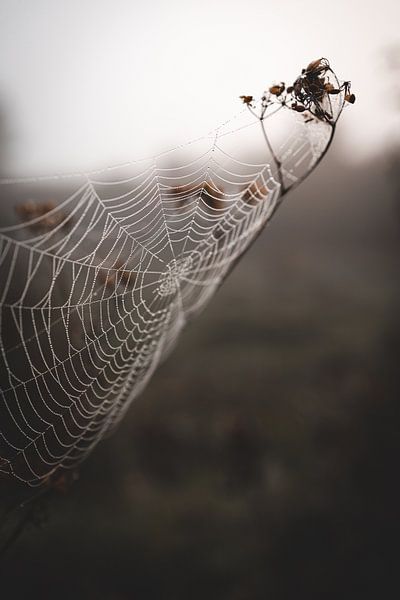 Foggy spiderweb by Floor Schreurs