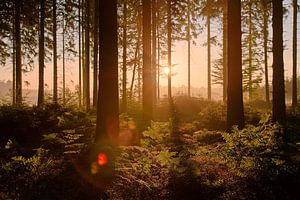 Zonsopkomst in de bossen van de Ardennen van Anton de Zeeuw