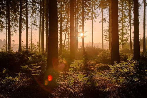 Sonnenaufgang in den Wäldern der Ardennen