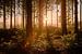 Sonnenaufgang in den Wäldern der Ardennen von Anton de Zeeuw