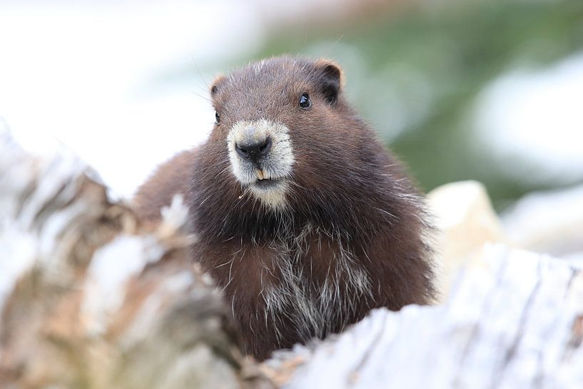 Marmot de l'île de Vancouver , Marmota vancouverensis, Mount Washington , Vancouver Island, BC, Cana par Frank Fichtmüller