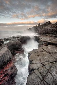 Wild Tenerife