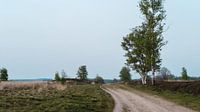 Pad langs bomen in een open rustig veld in Nederland
