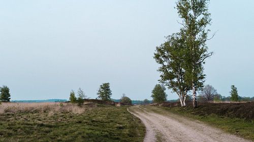 Chemin le long d'arbres dans un champ ouvert et tranquille aux Pays-Bas sur Peter Bruijn