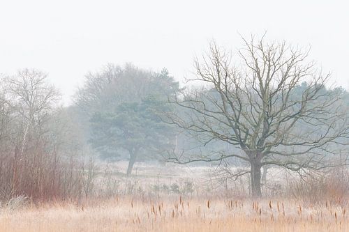 Winter in de Pannenhoef
