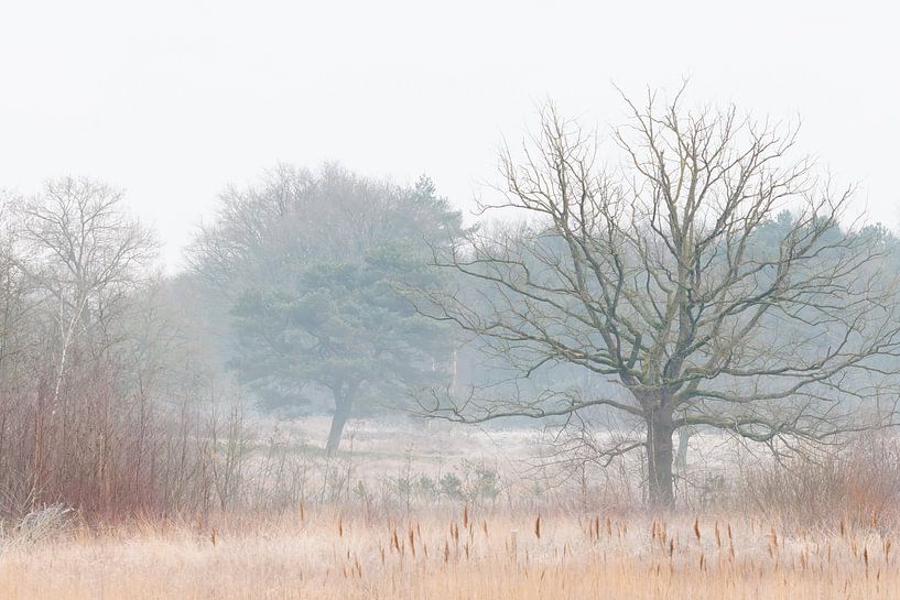 Winter in the Pannenhoef by Nature Laurie Fotografie
