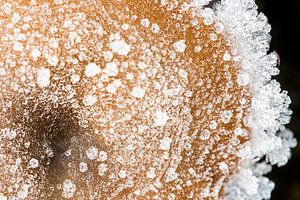 Champignon d'hiver sur Danny Slijfer Natuurfotografie