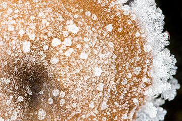 Winterse paddenstoel van Danny Slijfer Natuurfotografie