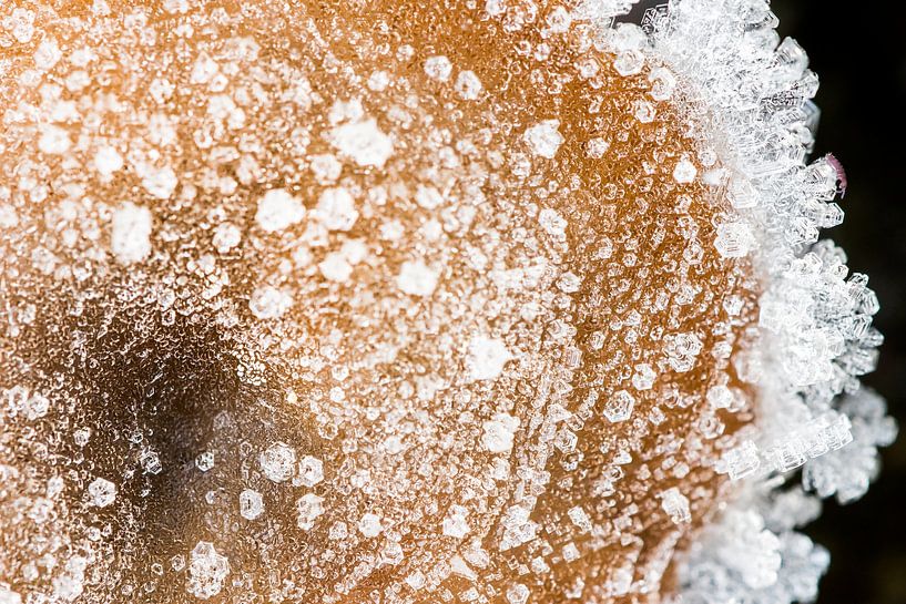 Champignon d'hiver par Danny Slijfer Natuurfotografie