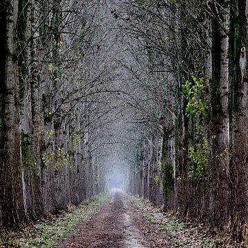 avenue en automne