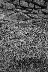 Abstract van een palmboom stam (zwart-wit versie)