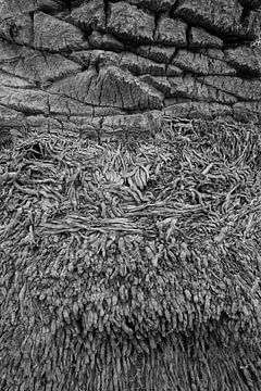 Abstract van een palmboom stam (zwart-wit versie) van Cor de Hamer