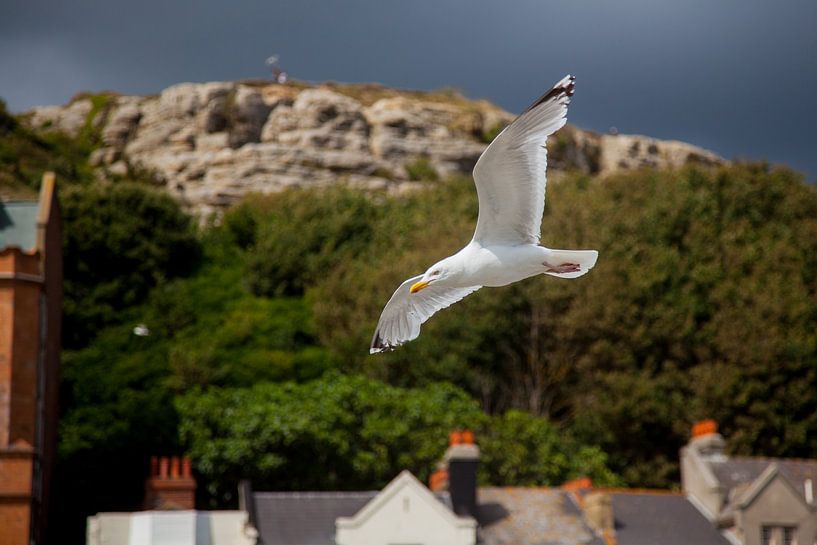 Seagul in Flight by Vincent van den Hurk
