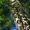Schaduwen in het bos sur Nel Diepstraten