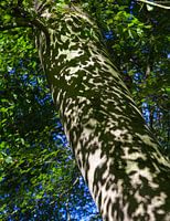 Schaduwen in het bos
