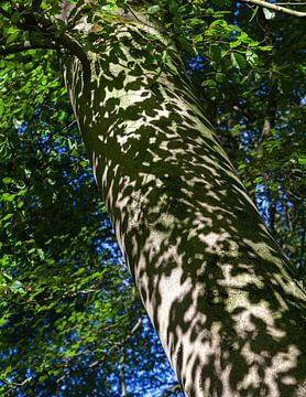 Shadows in the forest sur Nel Diepstraten