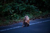 Mère singe avec bébé jeune