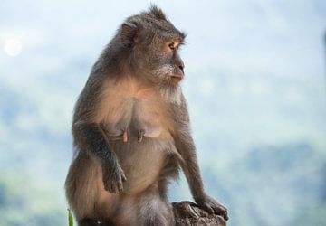Femme singe macaque à Lombok
