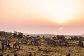 Zèbres dans un paysage vallonné au lever du soleil