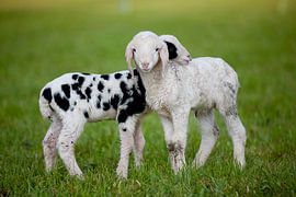 Schafe van Andreas Müller