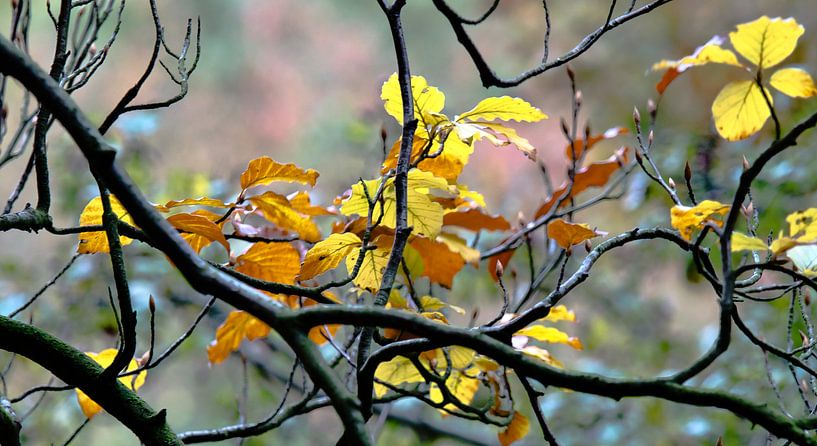 Herfstbeeld van I Baay