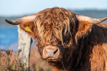 Schotse hooglander van Foto A de Jong