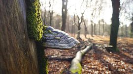 Mushroom on a tree by Esmée Kiezebrink