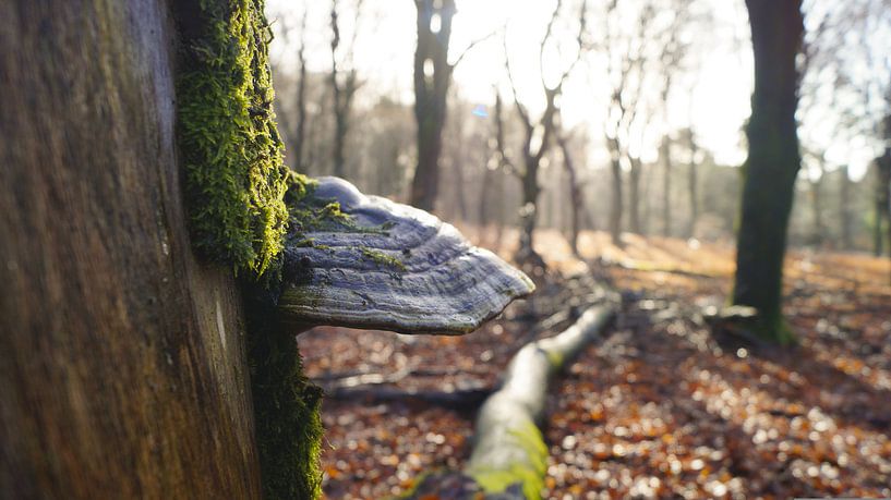 Champignon sur un arbre par Esmée Kiezebrink