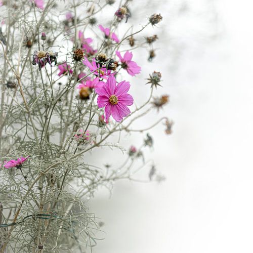 "Last bloom of the Cosmea"