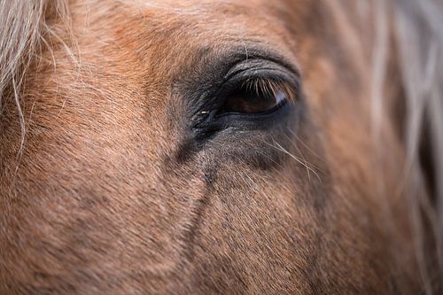 Close-up van het linker oog van een bruin paard, van voren gezien