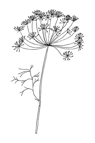 Botanische basic. Zwart-wit tekening van een eenvoudige bloem. Dille bloem.