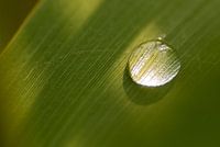 Drop