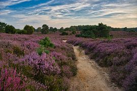 Heidelandschaft Drouwenerzand in Holland von Tanja Voigt