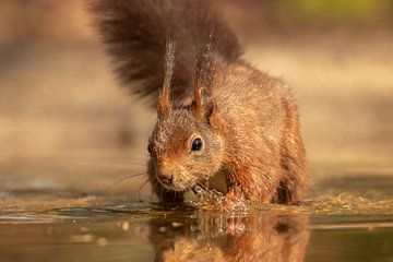 Eichhörnchen plantscht im Wasser von KB Design & Photography (Karen Brouwer)