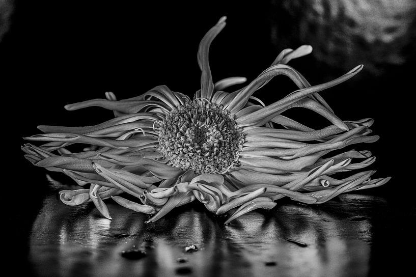 Nature morte avec fleur noir et blanc HDR par Roland de Zeeuw