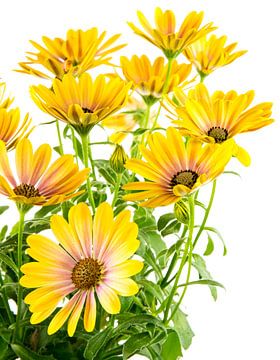 Gelbe Kapkörbchen Blüten von ManfredFotos