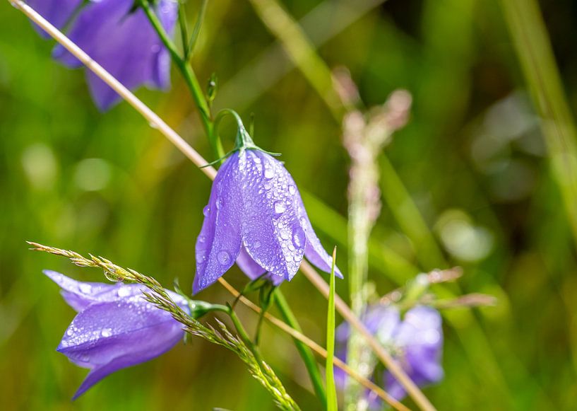 Rundblättrige Glockenblume (Campanula rotundifolia) von Animaflora PicsStock